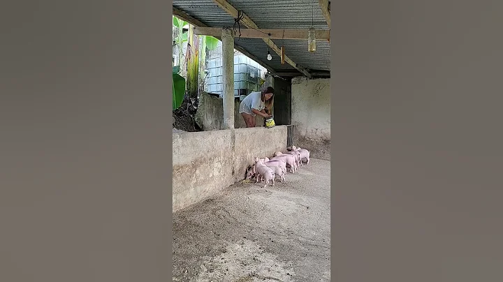 Piglets feeding #farmer #pig #pigfeed #pigbreeding #animals #hogger #pigfarming #farming