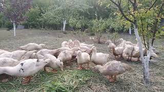 dacklings eating