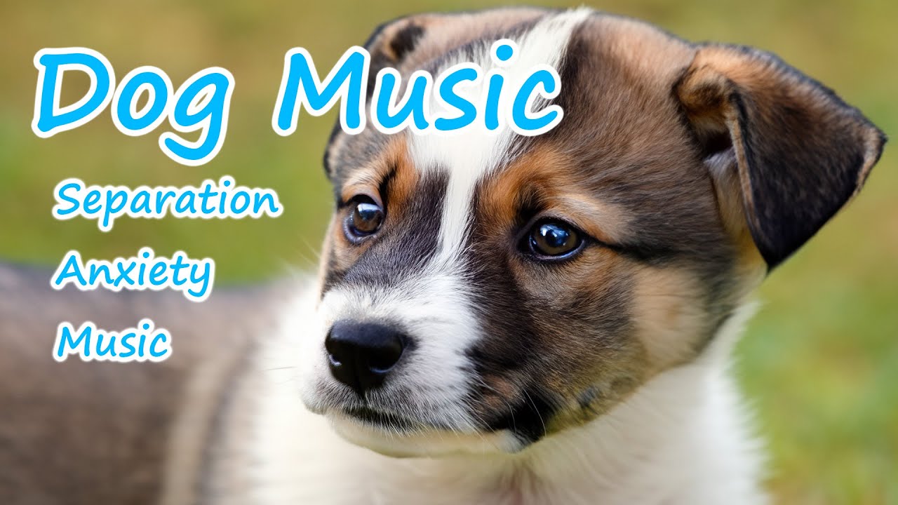 IMPROVED Healing Music for Dogs! Calm Your Energetic Dog with this Soothing Music🐕Sleep Dog Music