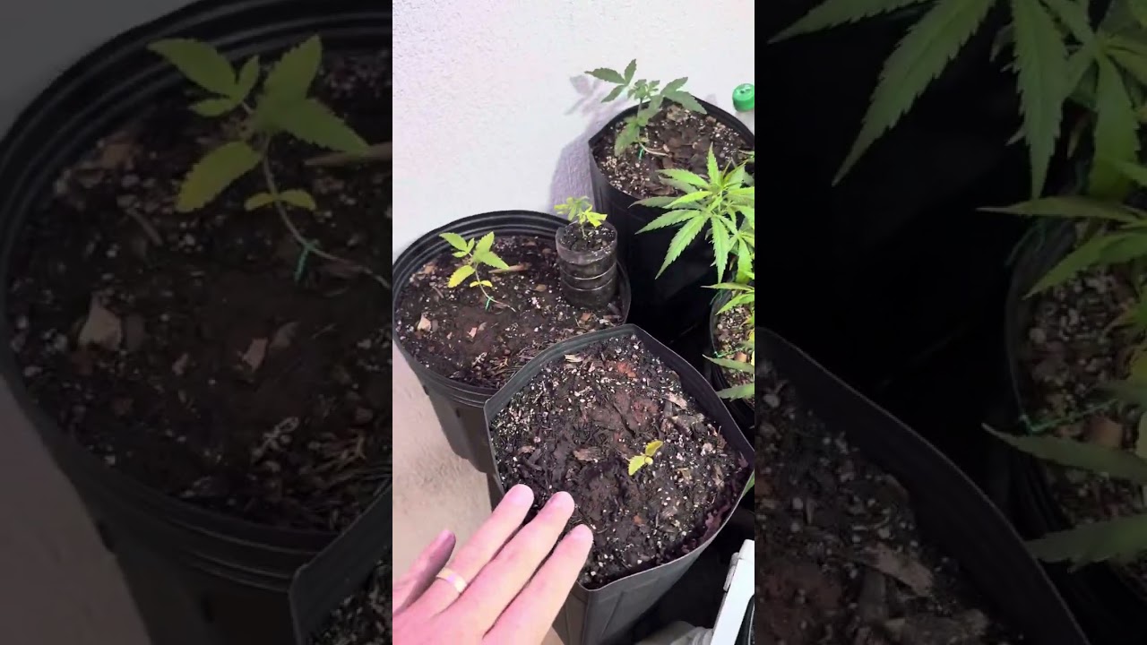 Falta de nitrogênio na pré flora da cannabis. O que fazer?