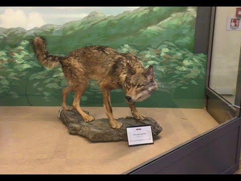 Una passeggiata al Museo civico di zoologia di Roma