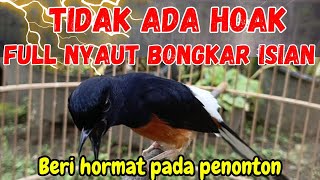 100% EMOSI || Pancingan Murai Batu Gacor Anti Ngukluk, Jadikan Murai Diam Semangat Bunyi Gacor ON