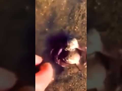 سلطعون وفي يدافع عن أخيه من البشر