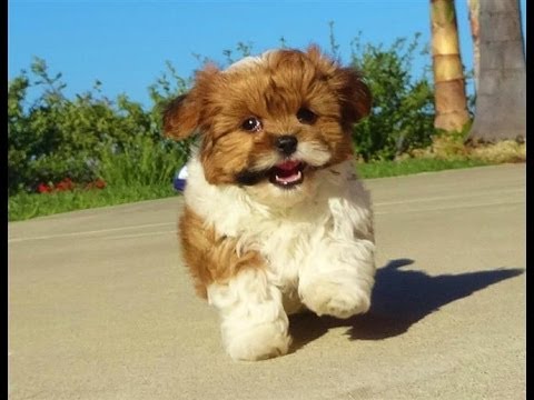 teddy bear maltese