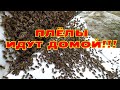 Пчёлы идут домой! Запускаем РОЙ в УЛЕЙ! Как пчёлы заходят в улей!