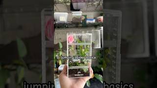 how to care for jumping spiders/ basic jumping spider husbandry! since some of yall have been asking