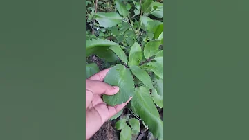 Patharchata Ayurvedic Medicine Of Kidney Stone Pharmahuts Short 
