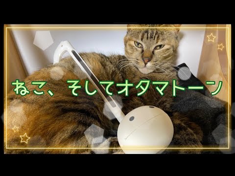 爆速で初詣してからオタマトーン奏でてみたら猫達みんなそっけなかった、の巻