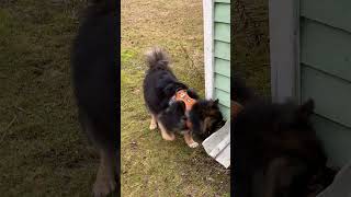 Tätikoira Wiima Kadonneita Avaimia Etsimässä