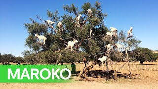Spoznaj Maroko - CK SATUR