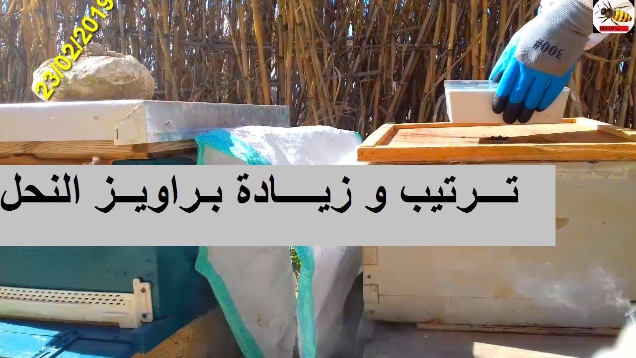 تـــرتــيب و زيــادة  اطـــارات النحل تربيــة النحل للمبتدئيــن الـــدرس الثــامن عشـــر