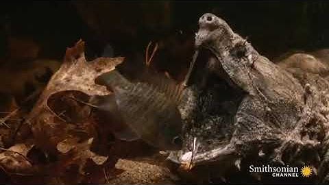 Cận cảnh Rùa Cá Sấu săn mồi