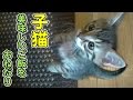【第47話】子猫がご飯のおねだり、子猫だって舌は肥えてます(面白い&可愛い子猫)