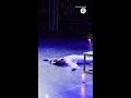 Un gato se cuela en el escenario y roba el protagonismo a los actores en la escena final de...