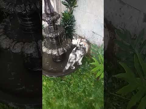 Si Belang
