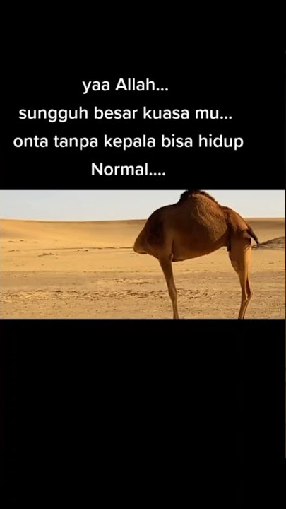kuasa ilahi unta tanpa kepala masih hidup segar bugar