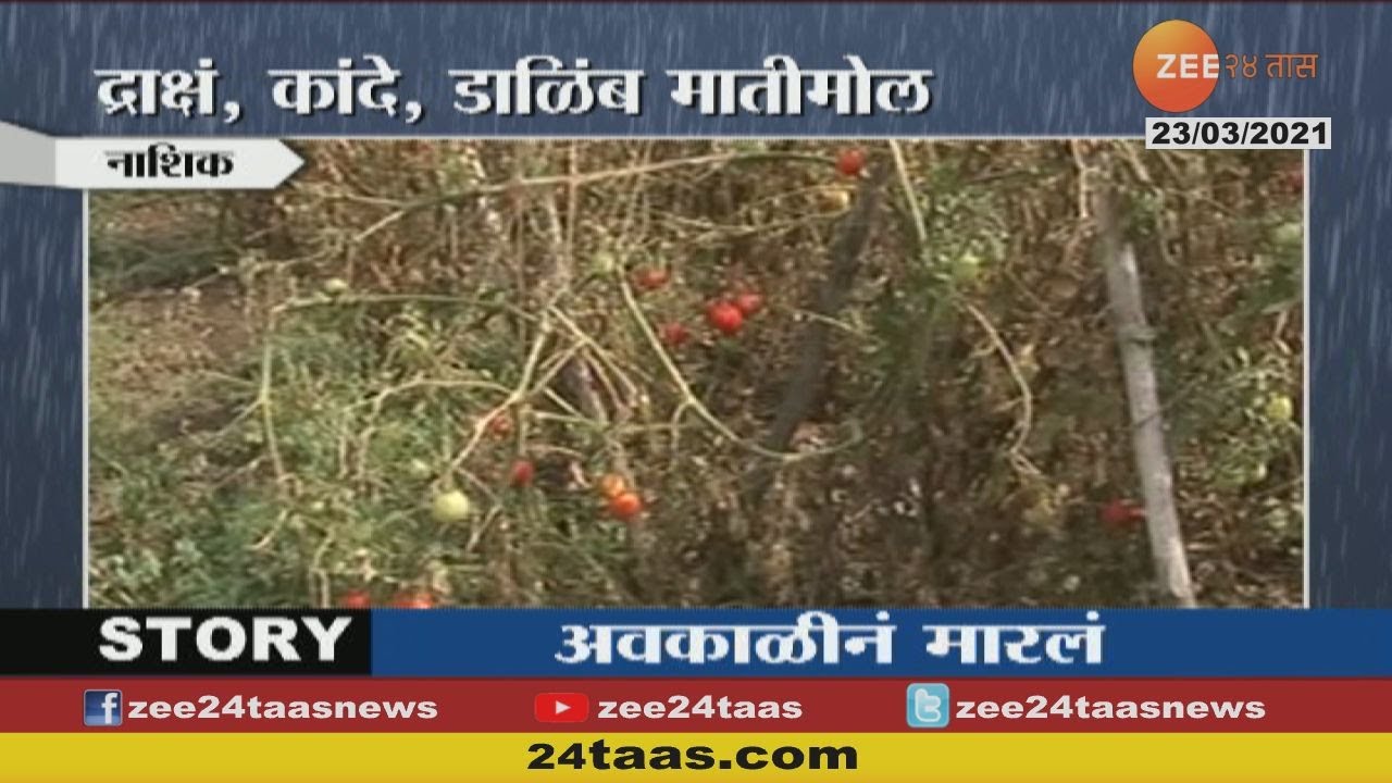 Nashik | Farmers In Problems For Crops Destroyed From Uncertain Rain ...