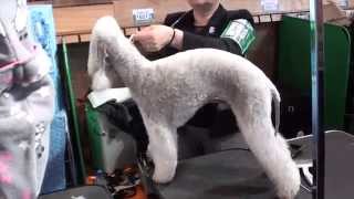 Crufts 2012 Bedlington Terrier. Part 1 by Ксения Мухина 12,474 views 12 years ago 17 minutes