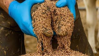 Casco de Vaca com Larvas 😱 | Tratamento Completo e Limpeza Profunda