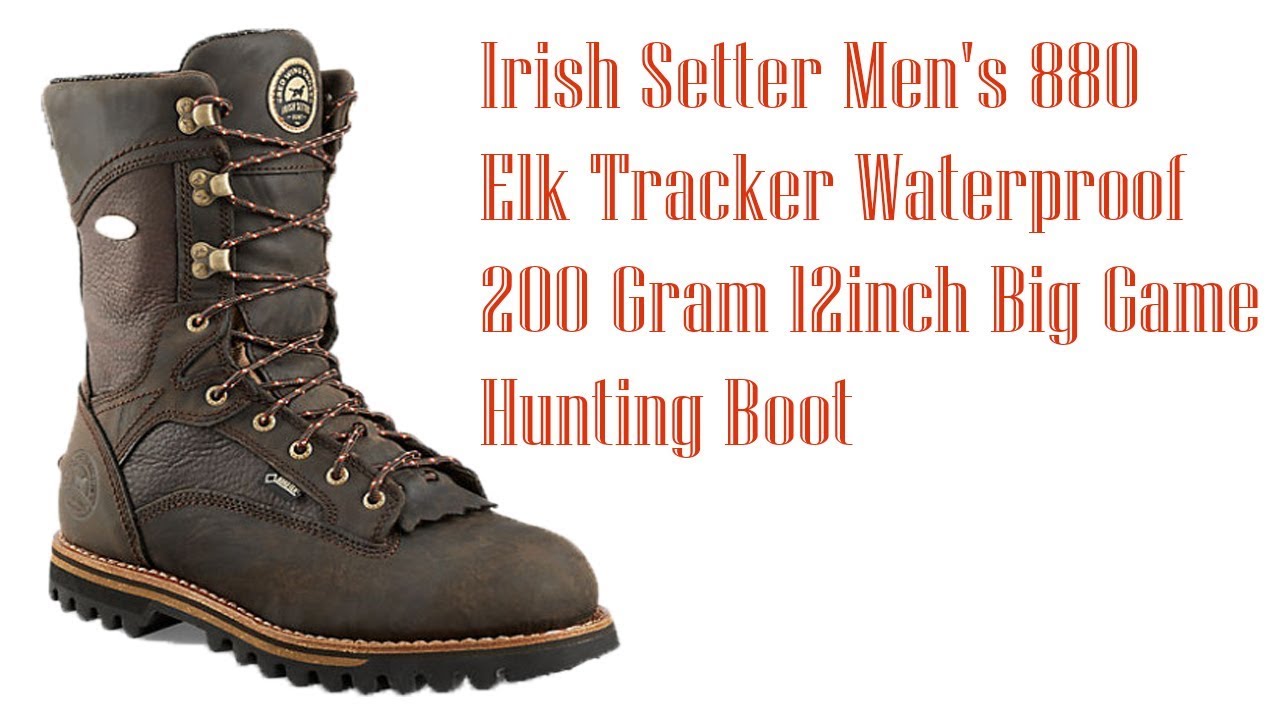 irish setter 880