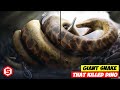 Revealed, The First Gigantic Snake Is A Dinosaur Eater!