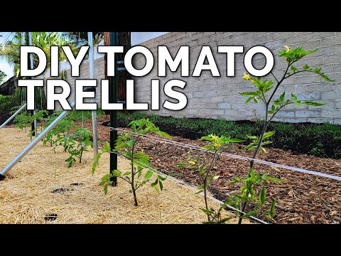 Video: Idea Trellis Tomato - Cara Membuat Trellis Overhed Untuk Tanaman Tomato