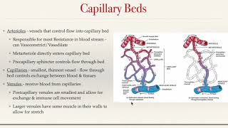 Chapter 21 - Blood Vessels & Hemodynamics Lecture