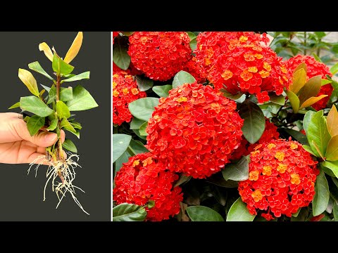 Video: Ixora crescerà all'ombra?