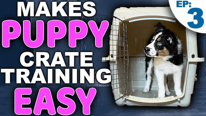 Welcome Home: How to Crate Train Your New Dog or Puppy