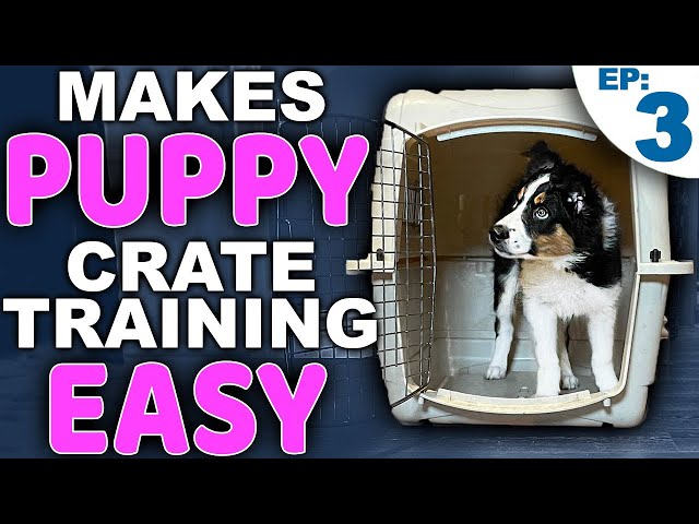 Picking The PERFECT Crate Training Location 