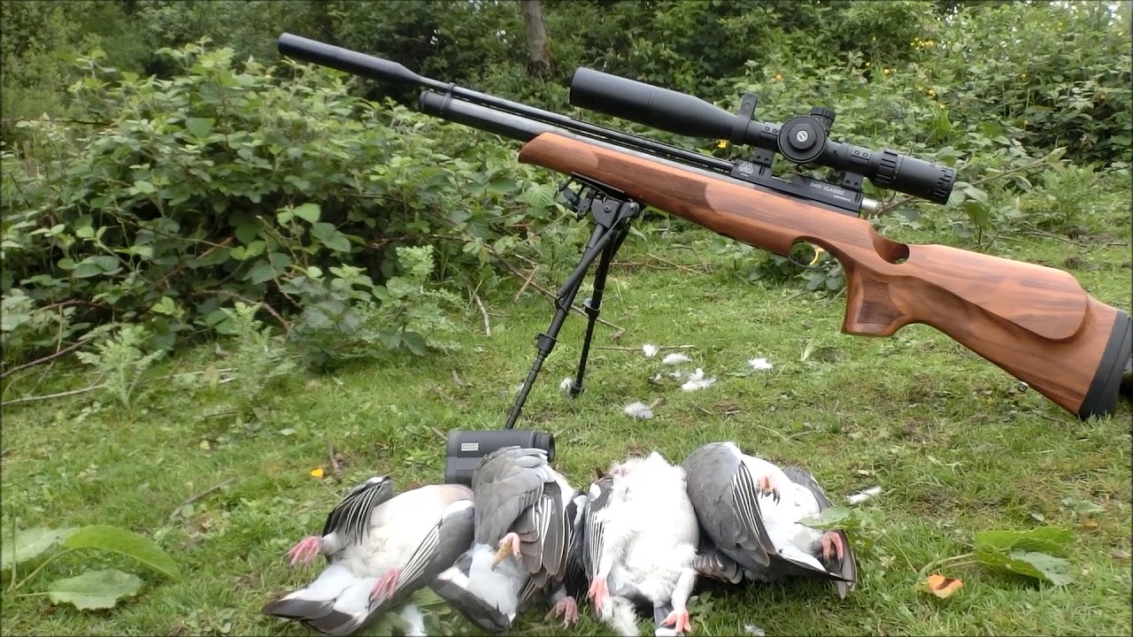 air rifle hunting pigeons YouTube