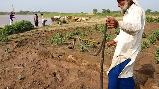 Snake Catcher | Old Man Catching 2 King Cobra Snakes