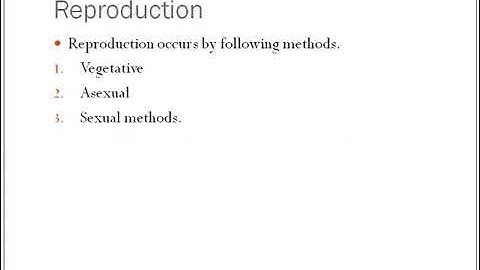 Sexual reproduction in Vaucheria