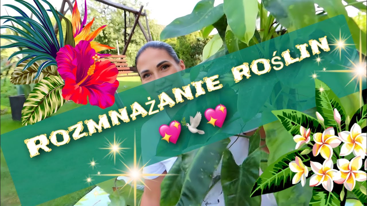 Rozmnażanie roślin na paliku z mchem 💖🌴💖... film ku pamięci mojemu kochanemu tacie💖🐦🪽🕊️💖