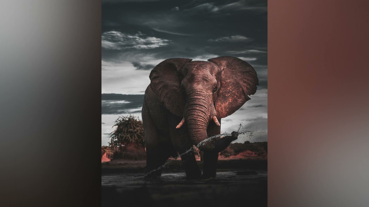 Elephant Vocalization Chirping Rumbling Slow Sound Effect