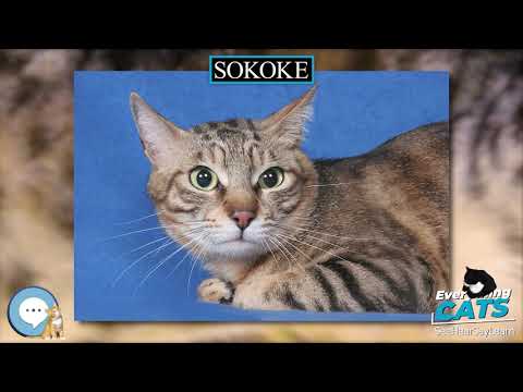 Vidéo: Sokoke Forest Cat Chat Race Hypoallergénique, Santé Et Durée De Vie