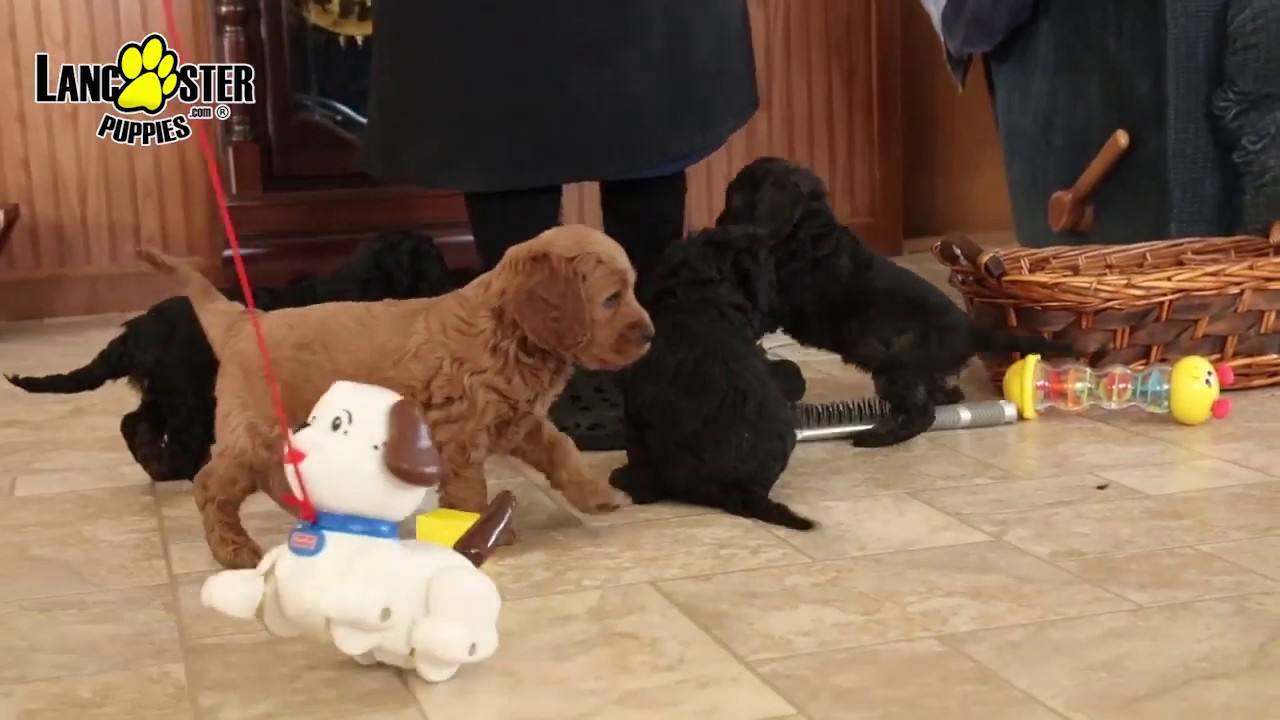 Cockapoo Puppies - YouTube