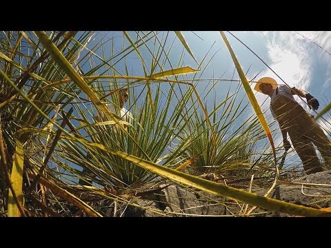 Video: Agave-aangrenzende Geesten Zoals Desert Door Sotol Zijn Uw Aandacht Waard