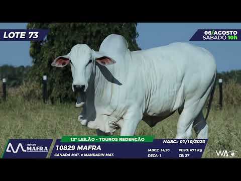 LOTE 73 MFRA 10829