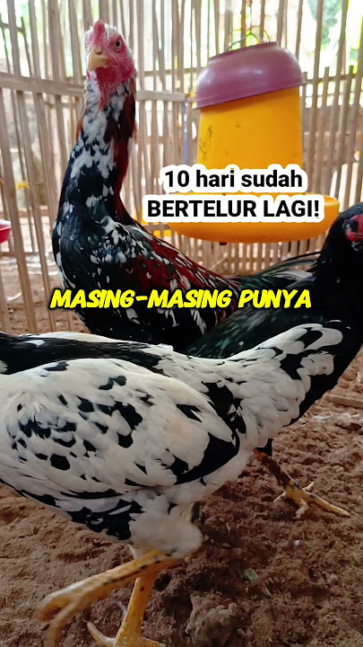 Who would have thought!? This method makes chickens lay eggs again quickly.
