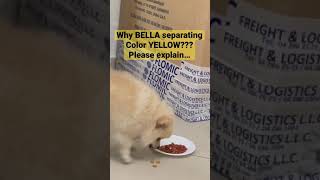 Why Bella Separating Color Yellow Of Her Food?Pomeranian Dog