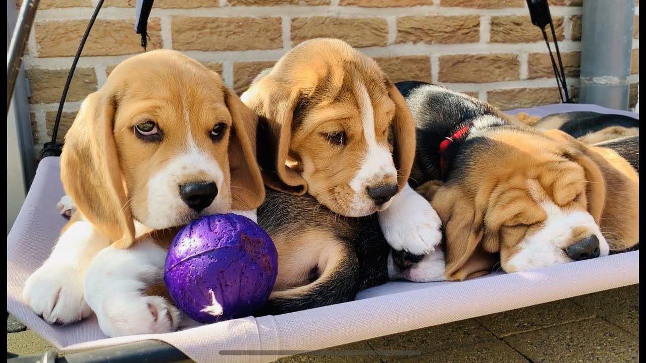 Beagle Puppies Growing up : 1-8 weeks! SUPER CUTE! - YouTube