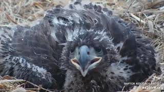 Decorah Eagles North Early morning and breakfast 05 11 2019