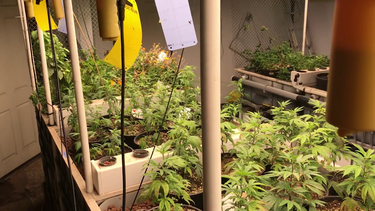 Aquaponic Journal - Update 22