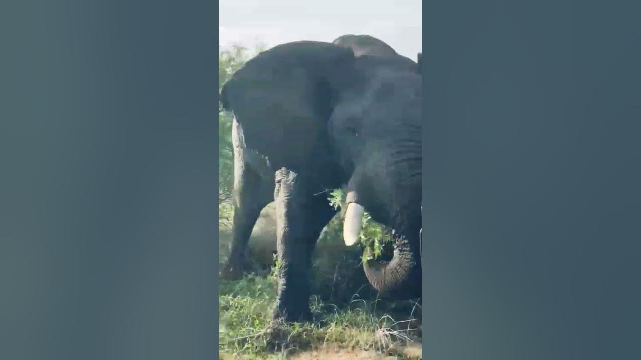 ELEPHANT ATTACKING SAFARI VEHICLE (NOT FOR SENSITIVE PEOPLE) *WARNING