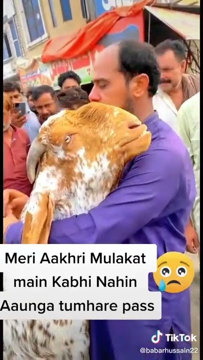 Eid ul Adha Animal 2021 | Cow Tiktok | Cow Lover | Qurbani Eid Janwar | whatsapp status | #Shorts