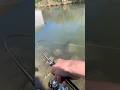 Forellen Live-Biss #fishing #carp #fishtank #carpfishing #bassfishing #fish #fishinglife #gummifisch