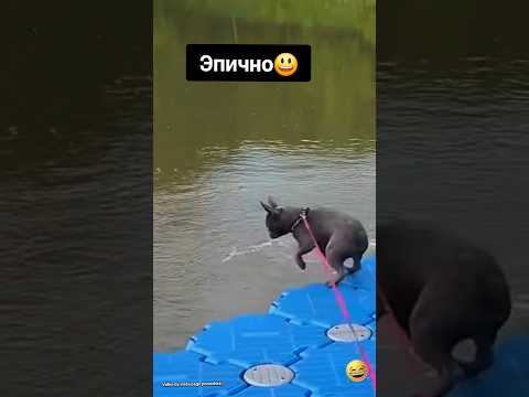 Нырнул без предупреждения😃#смешно#юмор #прикол#смешноевидео#животные#fail #бульдоги#собака#лол#lol