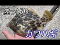 堤防からカワハギ釣り(遠征編) の動画、YouTube動画。