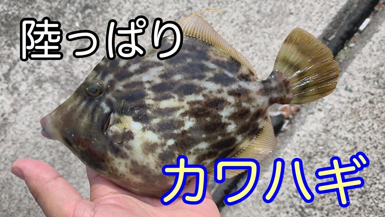 堤防からカワハギ釣り 遠征編 Youtube